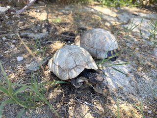 Turtles die on the beach due to human environmental influences