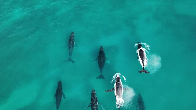 Aerial Drone Shot of Whale Pod off Ningaloo Reef, Western Australia