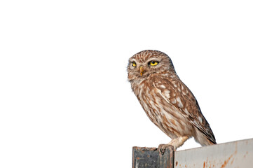 A cute owl perched on a metal signboard, watching its surroundings against a transparent background. Little Owl, Athene noctua. 