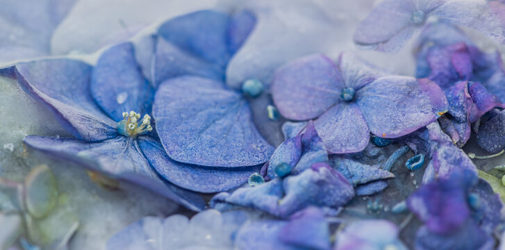 Fototapeta close up wallpaper of blue hydrangea or hortensia flowers and petals on a white background caused by ice 