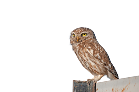 A cute owl perched on a metal signboard, watching its surroundings against a transparent background. Little Owl, Athene noctua. 