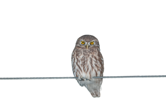 A cute owl perched on an electric wire against a transparent background. Little Owl, Athene noctua. 