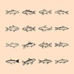 White Cloud Mountain Minnow, aquarium fish line art illustration