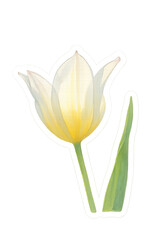 White Tulip Sticker &ndash; Watercolor Style with Transparent Background, AI Enhanced
