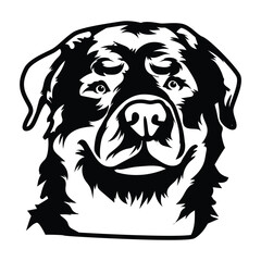 rottweiler with separate white background