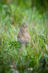 Skylark showcasing its gentle plumage in grassland
