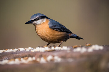 Nuthatch standing on edge of wall in evening sunlight
