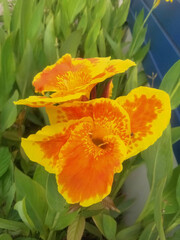 orange flower on a green background
