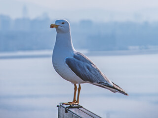 Majestic Seagull: A Coastal Bird in Serenity - Stunning Avian Photography