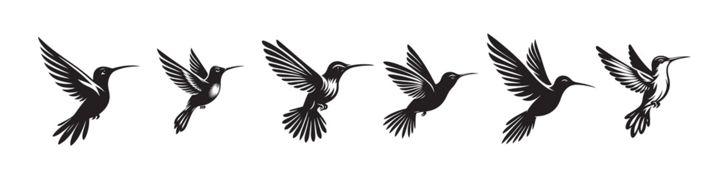 hummingbird silhouette vector illustration
