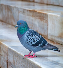 City Pigeon Perched on Marble Steps: A Close-Up View