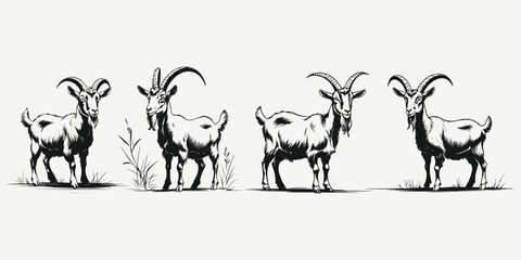 Obraz premium goat body sketch illustration vector