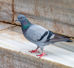 Rock Dove: A Stunning City Bird