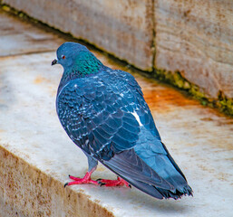 Vibrant Blue Pigeon: A Close-Up View of City Wildlife