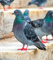 Vibrant Rock Pigeon Close-Up: Detailed Feather Texture and Striking Colors