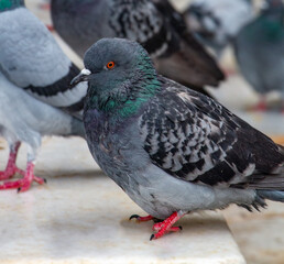Close-Up of a City Pigeon: Detailed Feather Texture and Vibrant Colors
