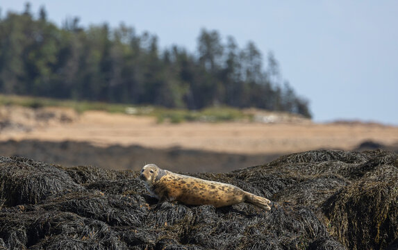 Harbor Seal