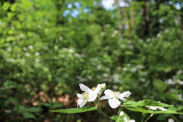 white flowers in the forest