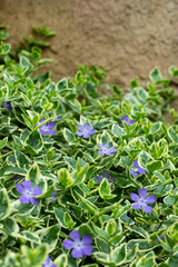 Vinca major Variegata, barwinek, większy	