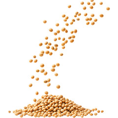 soybean