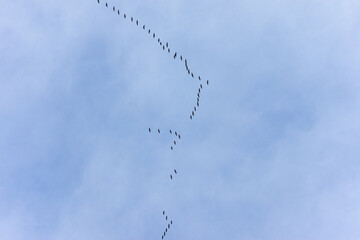 Migratory birds - A flock of migratory birds in flight