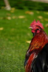 rooster in the garden