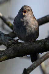 Dunnock singing loudly from perch on branch
