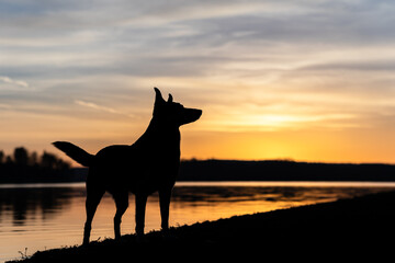 Dog stands relaxed in the sunrise by the lake / Dog silhouette