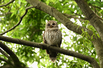 寺社の杜にフクロウ