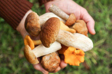 Edible mushrooms in mushroom picker hand close up, macro. Mushroomer with different wild forest mushroom harvest in hands top view