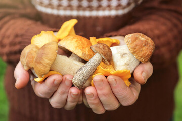 Edible ushrooms in mushroom picker hand close up, macro. Mushroomer with different wild forest mushroom harvest in hands in sunlight