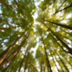 Obraz premium Sunlight streams through vibrant green foliage in a dense forest during a sunny afternoon, creating a tranquil atmosphere