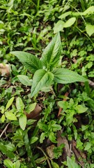Close-up of a vibrant green plant thriving in a natural outdoor setting