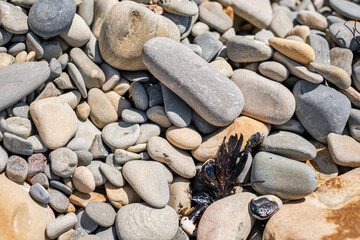 rocky beach of water-washed stones, a bird feather in oil stands out on clean stones, copy space with idea of concept of problem of environmental pollution by petroleum products
