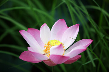 Fototapeta premium Beautiful Pink Lotus Flower in Green Grass Surroundings
