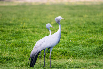 Blue crane birds (Anthropoides paradisea) close up pair, male and female together on a farm in the Western Cape, South Africa