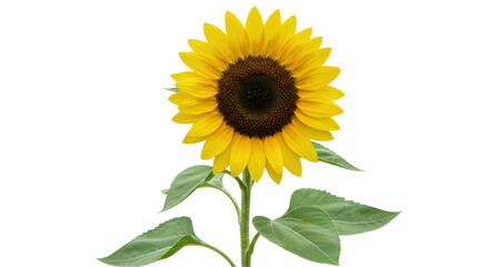 Isolated Blooming Sunflower Plant