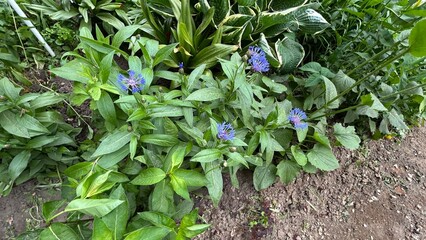 Blue flowers blooming in lush greenery during summer season  