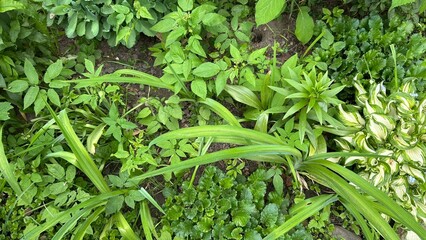 Abundant green plants with varied leaves in a garden setting  