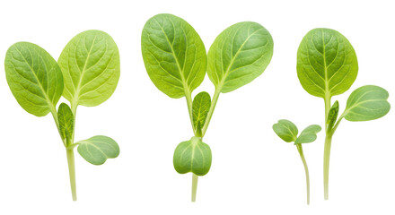 Isolated Young Seedlings