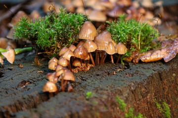 Rare mushrooms with brown caps and slender stems sprout on an old stump, surrounded by vibrant green moss and fallen leaves. This forest composition reflects the unique beauty of nature and its capaci