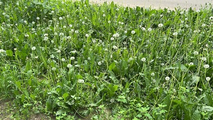 Dense dandelion flowers blooming in green grass during summer  