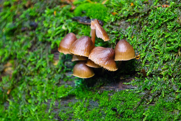 Small mushrooms with brown caps grow on moss-covered wood, creating a picturesque forest scene. They stand out against the bright green moss, inviting you to immerse yourself in the world of nature.