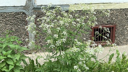 White flowers growing beside a building in summer sunlight - Concept of Flowers summer 