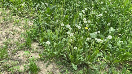 Dandelions blooming in grassy field during summer season  