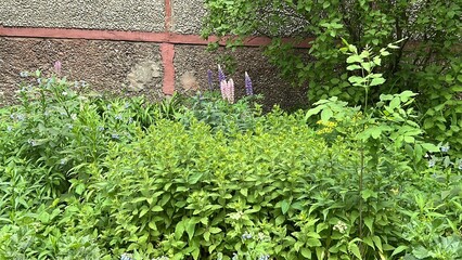 Lush green garden with flowering plants during summer season  