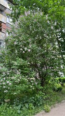 Lilac bush blooming with white flowers beside a residential building  