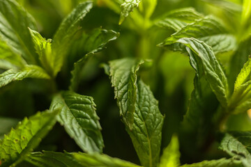 Peppermint leaves close up. Shallow depth of field.