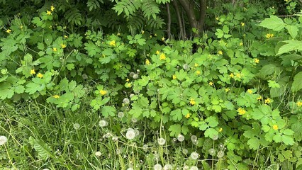 Green vegetation with yellow flowers and dandelions in summer