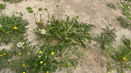 Dandelion plants growing on dry soil in a summer meadow  